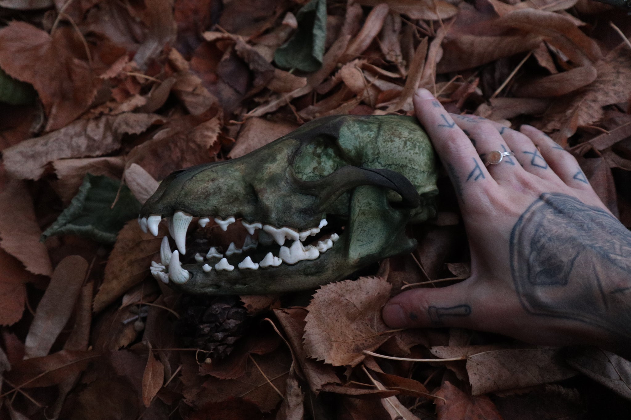 Ancient Grove Coyote Skull