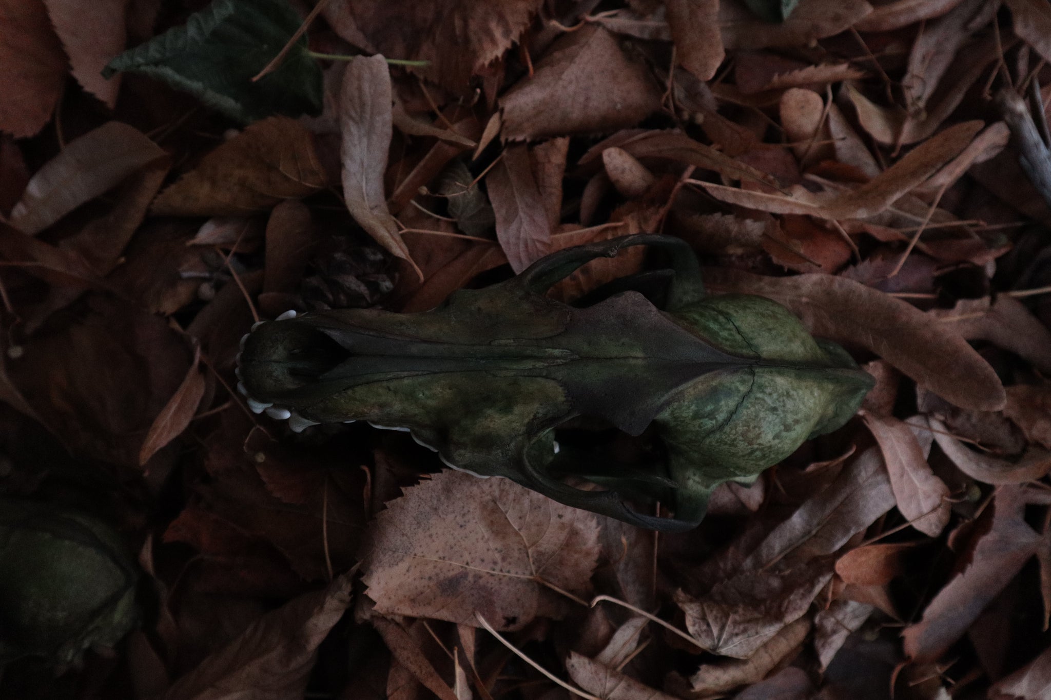 Ancient Grove Coyote Skull