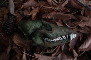 Ancient Grove Coyote Skull