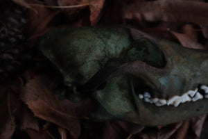 Ancient Grove Coyote Skull