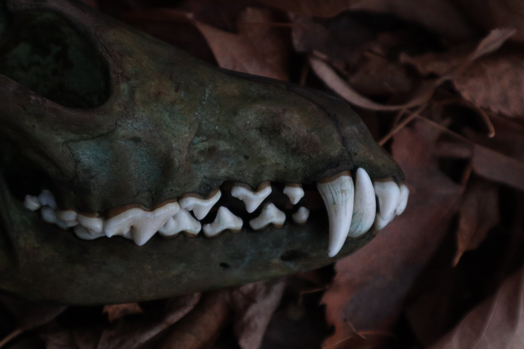 Ancient Grove Coyote Skull