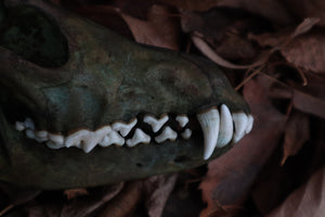 Ancient Grove Coyote Skull