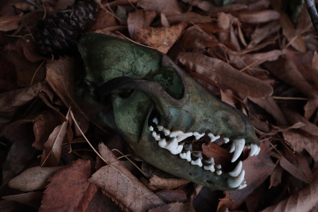 Ancient Grove Coyote Skull