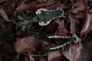 Ancient Grove Coyote Skull