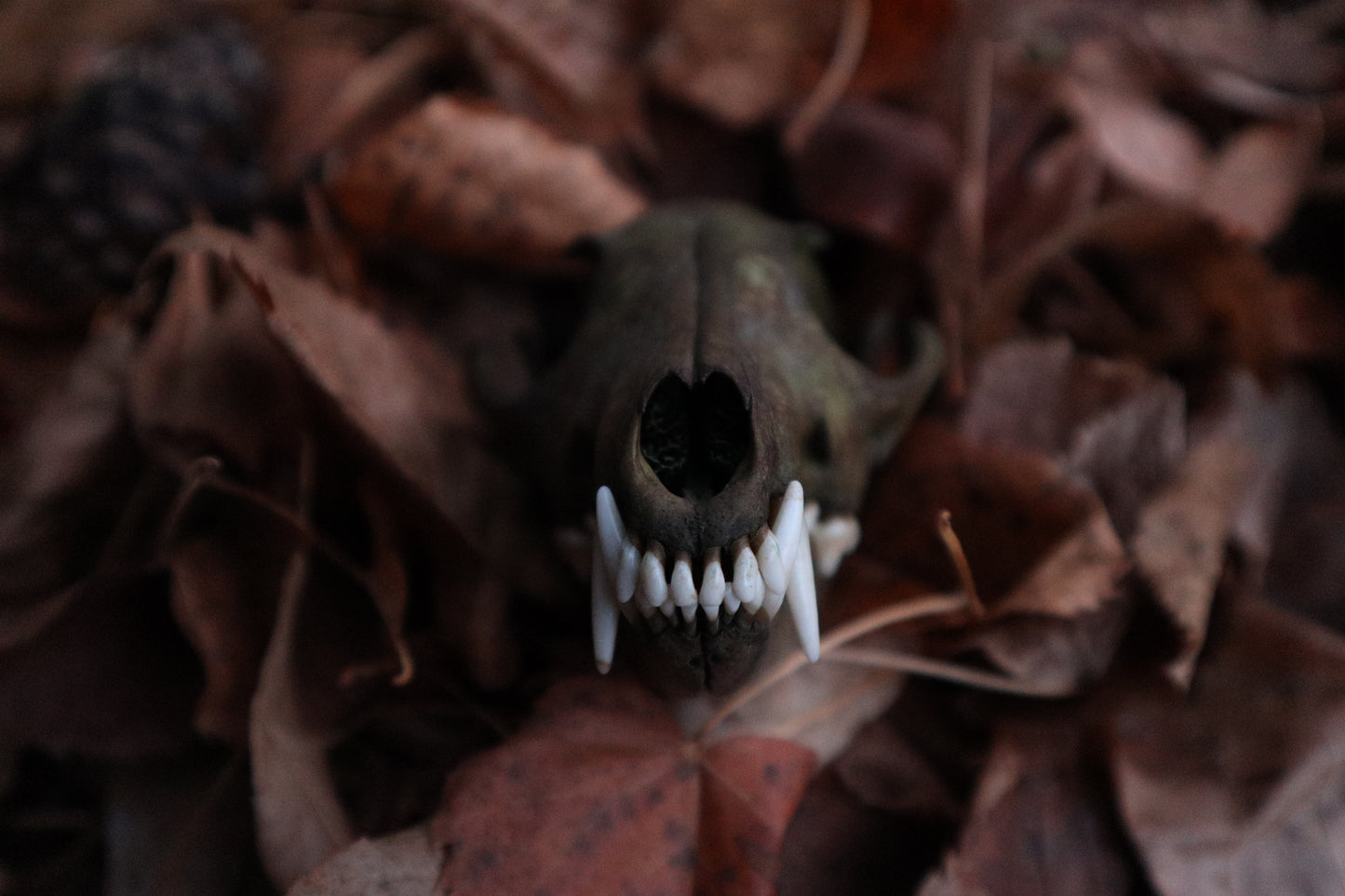 Ancient Grove Red Fox Skull