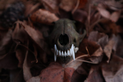 Ancient Grove Red Fox Skull