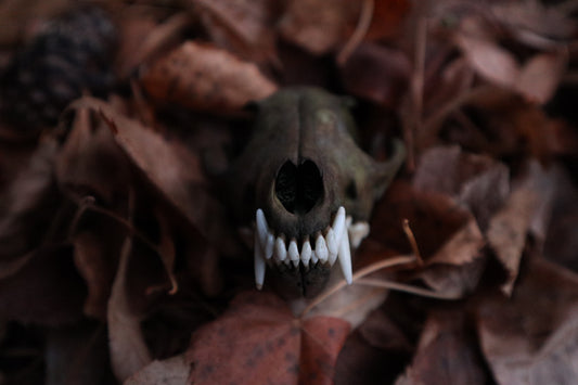 Ancient Grove Red Fox Skull