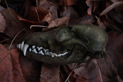 Ancient Grove Red Fox Skull