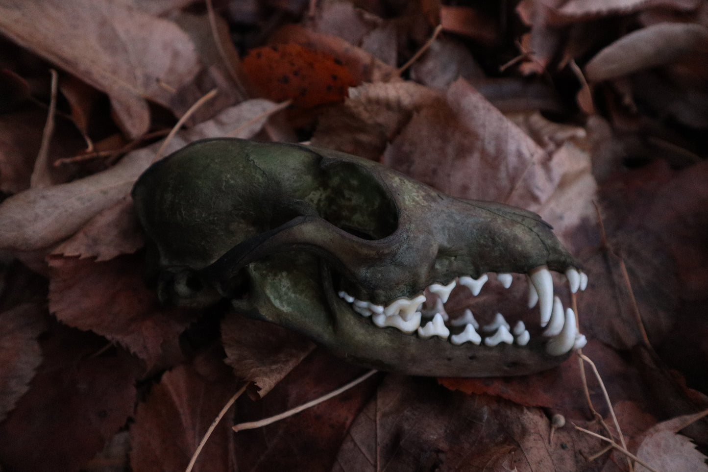 Ancient Grove Red Fox Skull