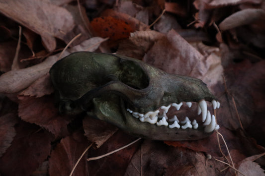 Ancient Grove Red Fox Skull