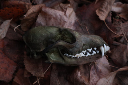 Ancient Grove Red Fox Skull