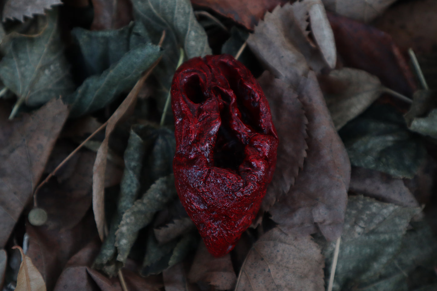 Dry Preserved Lamb Heart