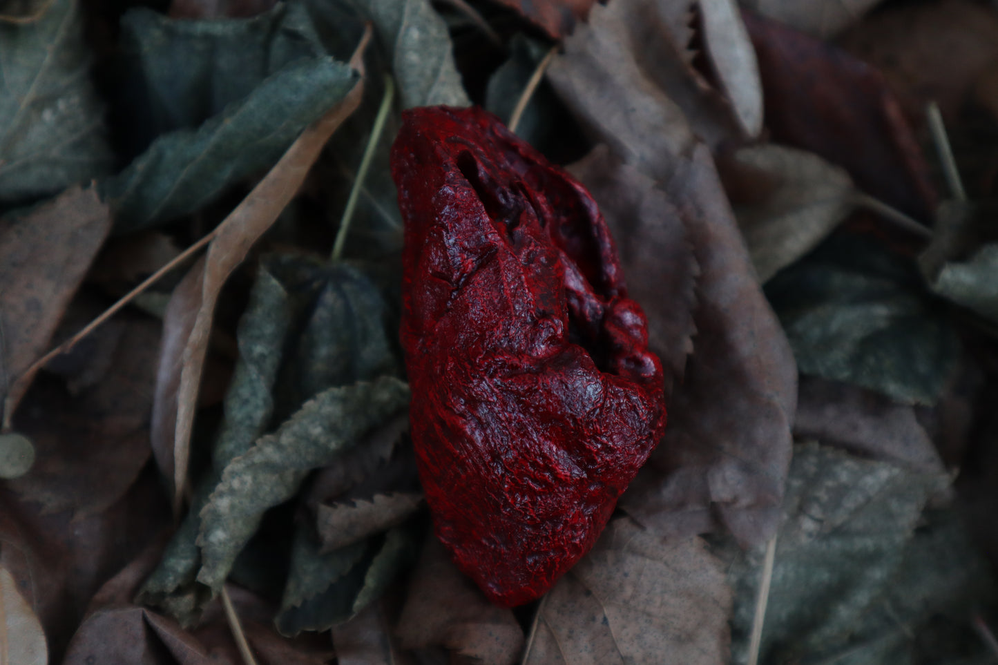 Dry Preserved Lamb Heart