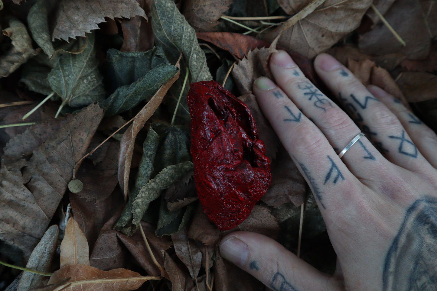 Dry Preserved Lamb Heart