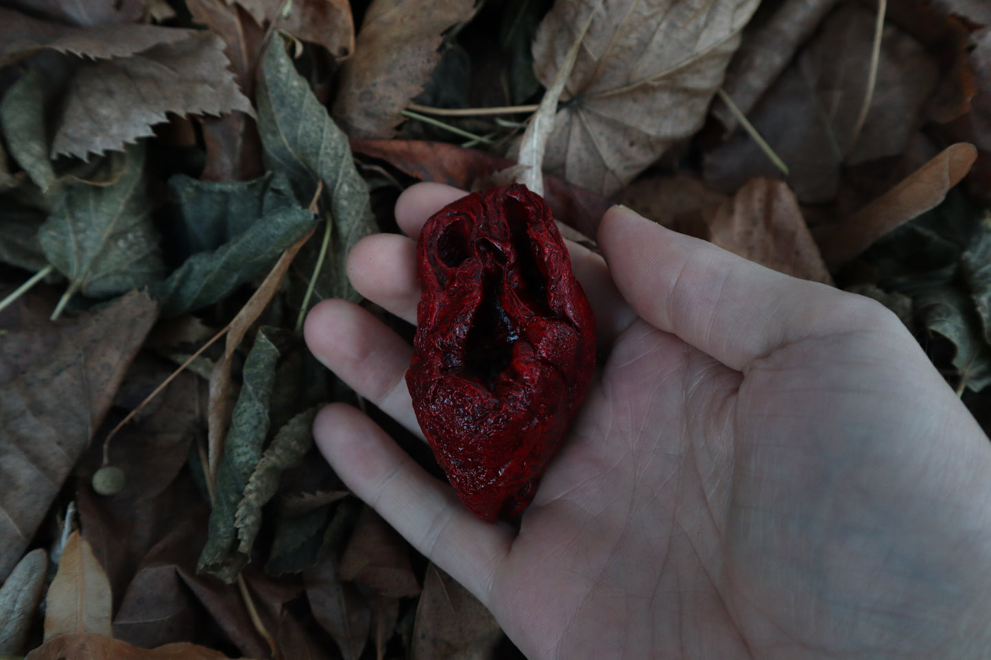Dry Preserved Lamb Heart