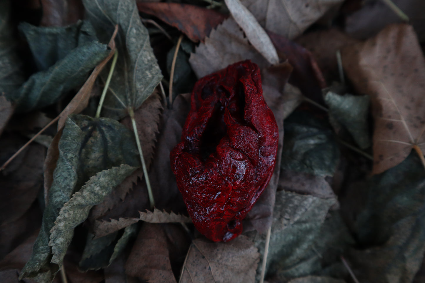 Dry Preserved Lamb Heart