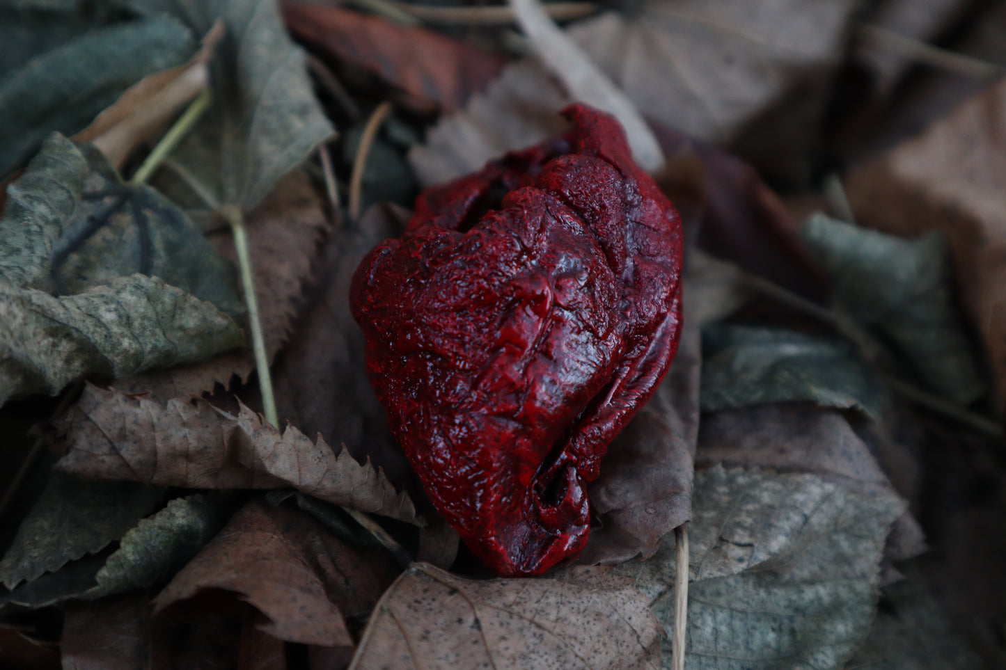 Dry Preserved Lamb Heart