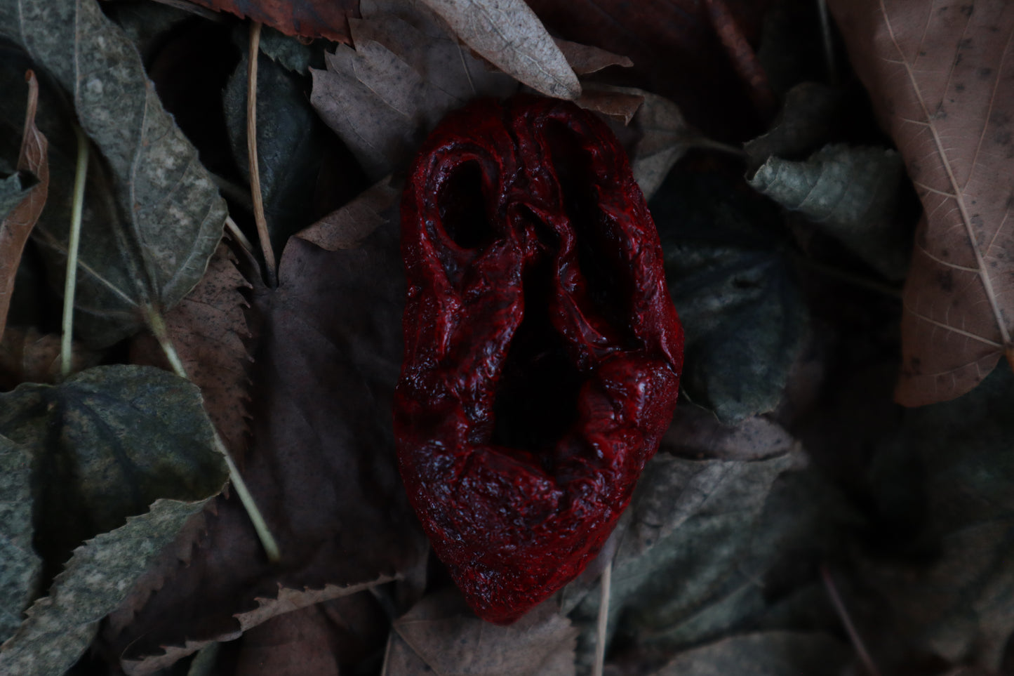 Dry Preserved Lamb Heart