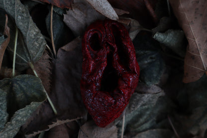 Dry Preserved Lamb Heart
