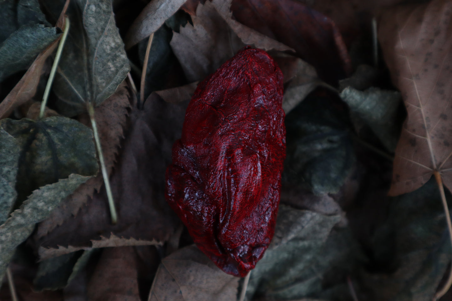 Dry Preserved Lamb Heart