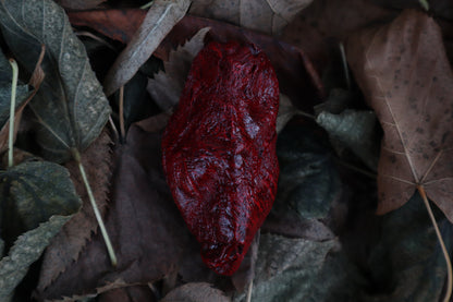 Dry Preserved Lamb Heart