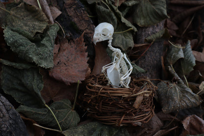 Articulated Parakeet Skeleton in Wormwood Nest