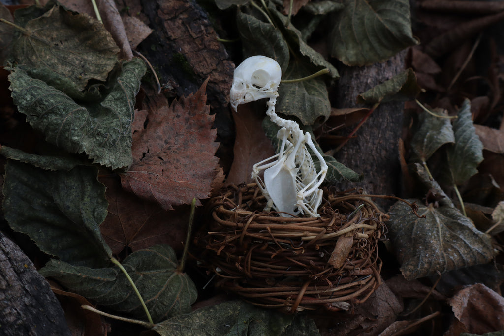 Articulated Parakeet Skeleton in Wormwood Nest