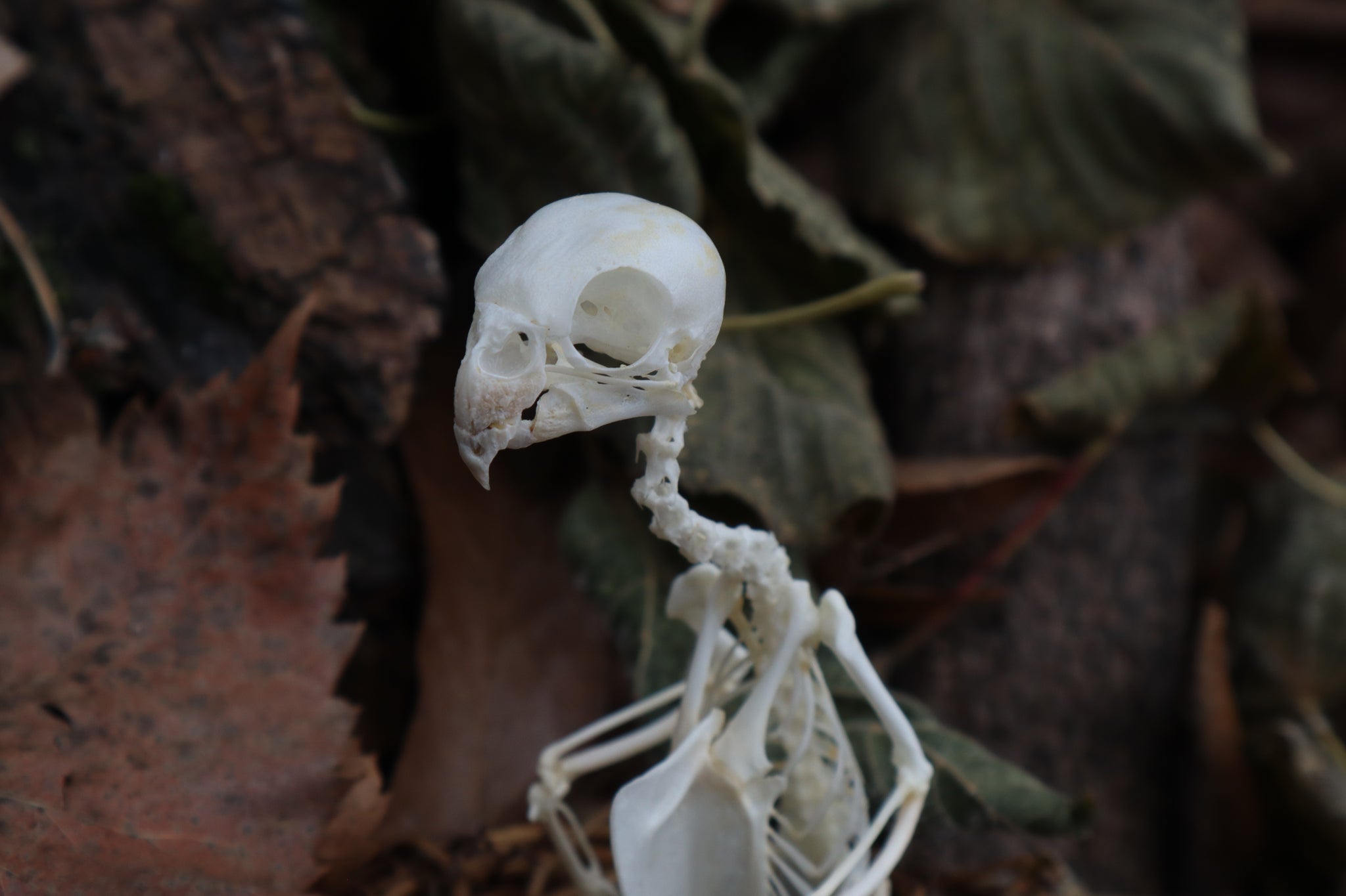 Articulated Parakeet Skeleton in Wormwood Nest