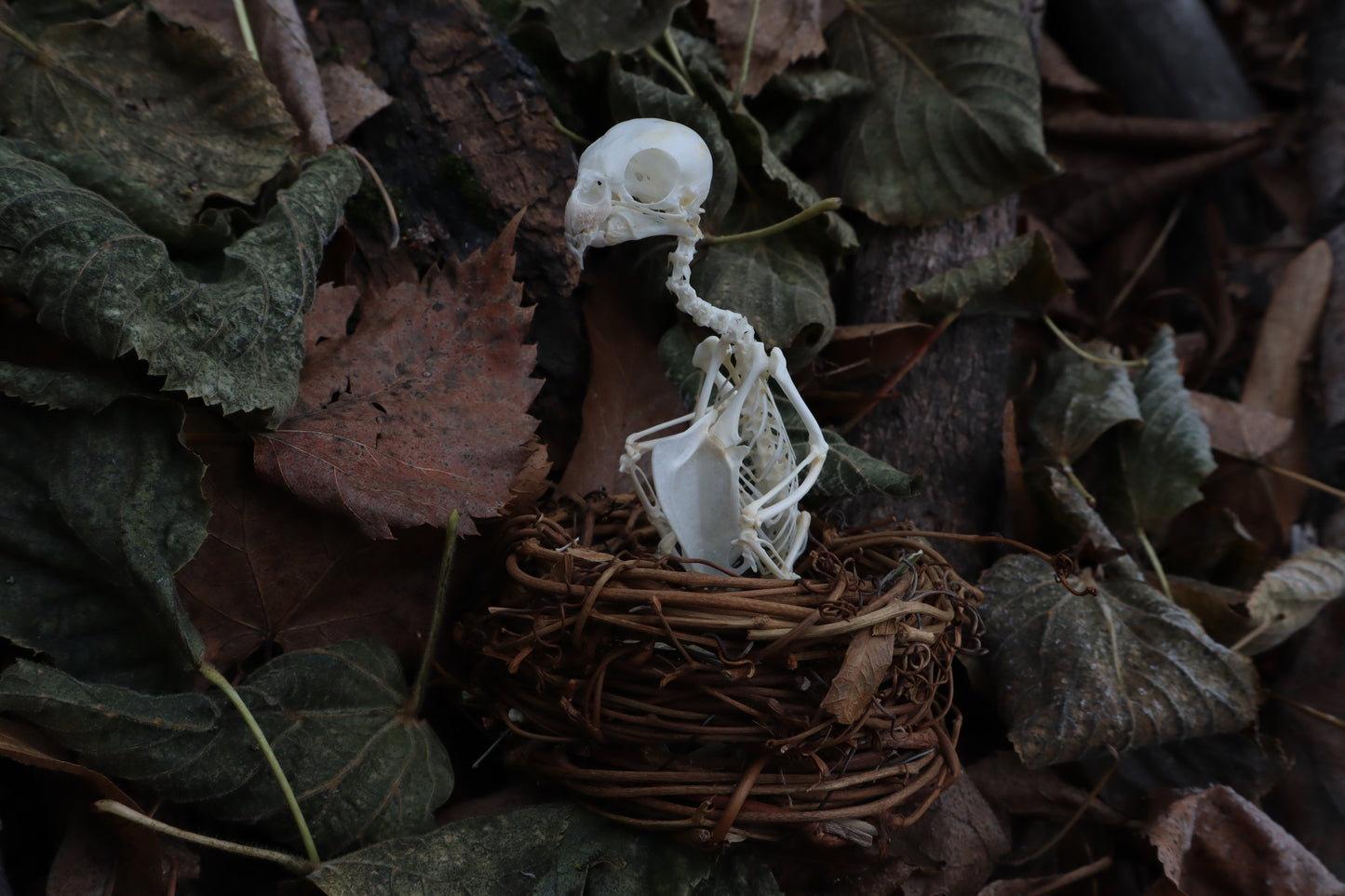 Articulated Parakeet Skeleton in Wormwood Nest