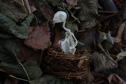 Articulated Parakeet Skeleton in Wormwood Nest