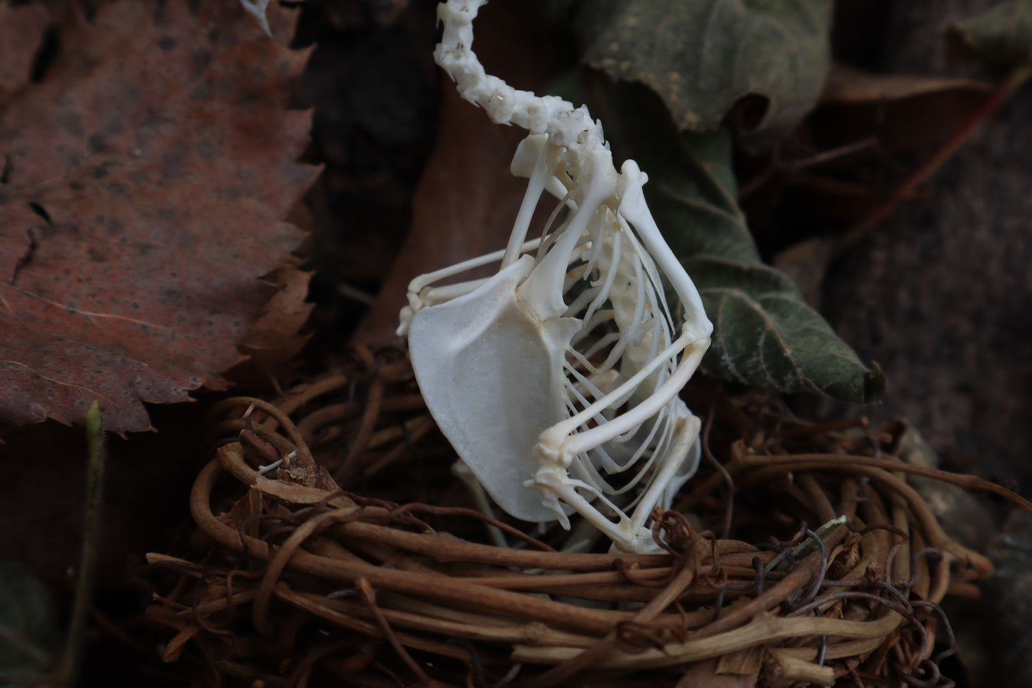 Articulated Parakeet Skeleton in Wormwood Nest