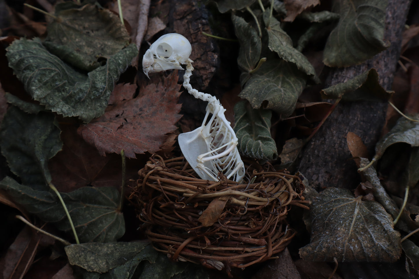 Articulated Parakeet Skeleton in Wormwood Nest