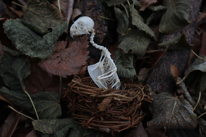 Articulated Parakeet Skeleton in Wormwood Nest
