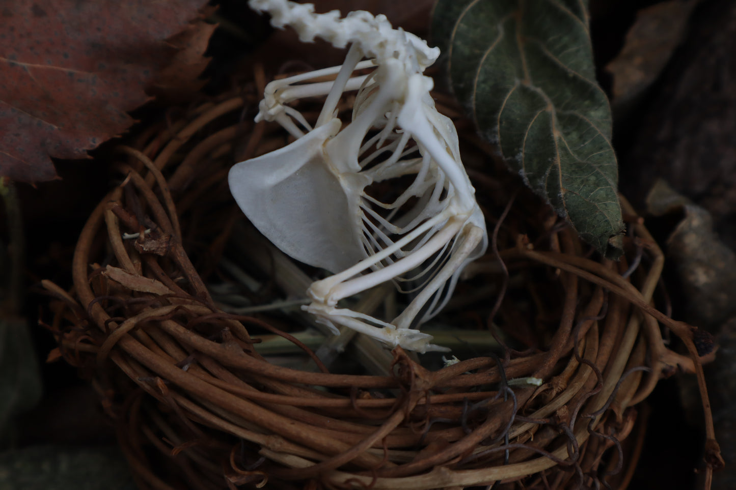 Articulated Parakeet Skeleton in Wormwood Nest