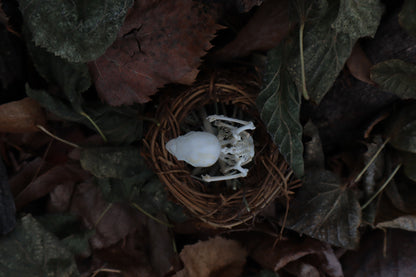 Articulated Parakeet Skeleton in Wormwood Nest