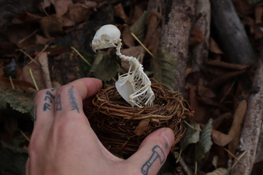 Articulated Parakeet Skeleton in Wormwood Nest