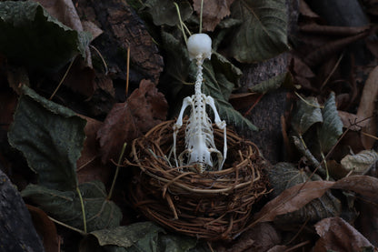 Articulated Parakeet Skeleton in Wormwood Nest