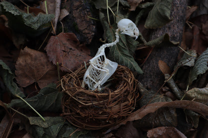 Articulated Parakeet Skeleton in Wormwood Nest