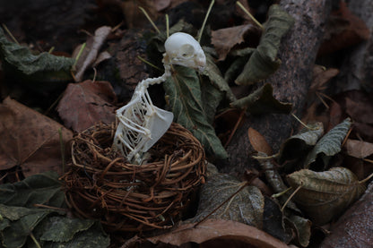 Articulated Parakeet Skeleton in Wormwood Nest