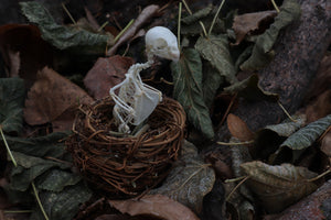 Articulated Parakeet Skeleton in Wormwood Nest