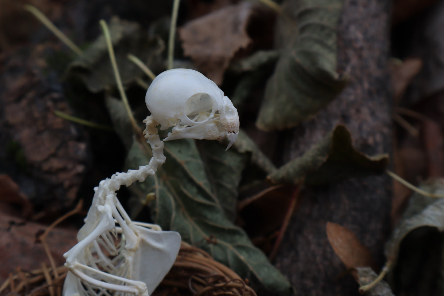 Articulated Parakeet Skeleton in Wormwood Nest