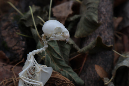 Articulated Parakeet Skeleton in Wormwood Nest