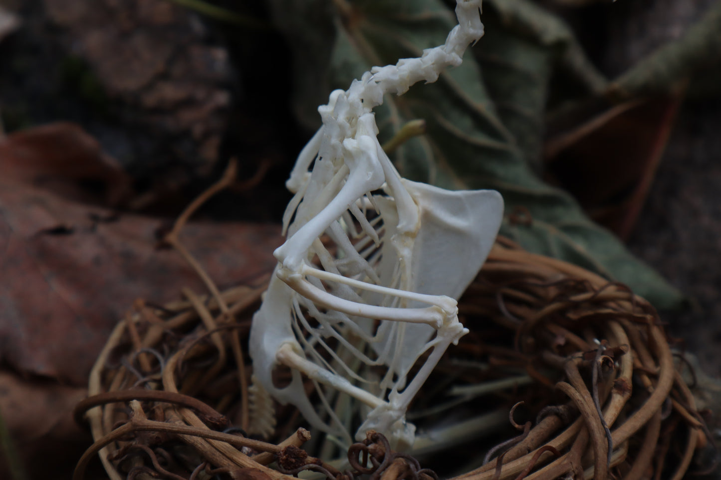 Articulated Parakeet Skeleton in Wormwood Nest