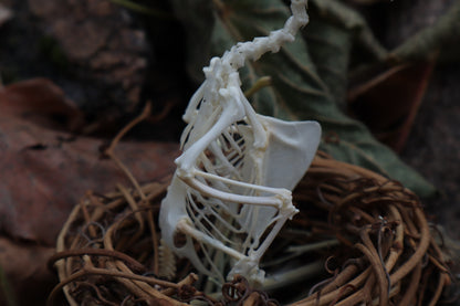 Articulated Parakeet Skeleton in Wormwood Nest