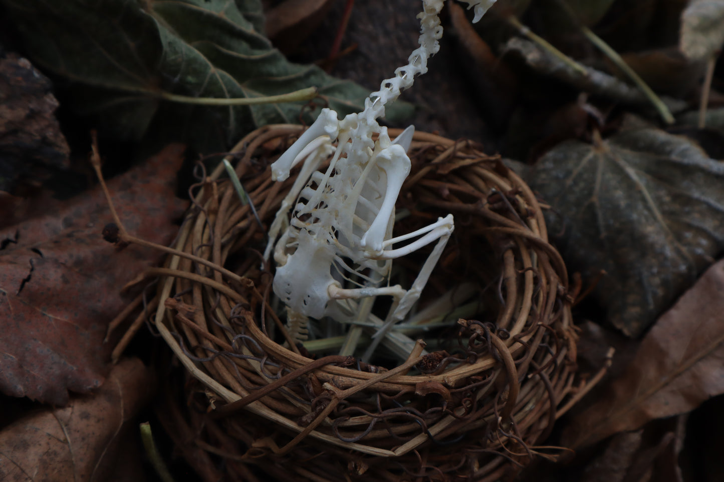 Articulated Parakeet Skeleton in Wormwood Nest