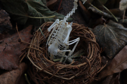 Articulated Parakeet Skeleton in Wormwood Nest