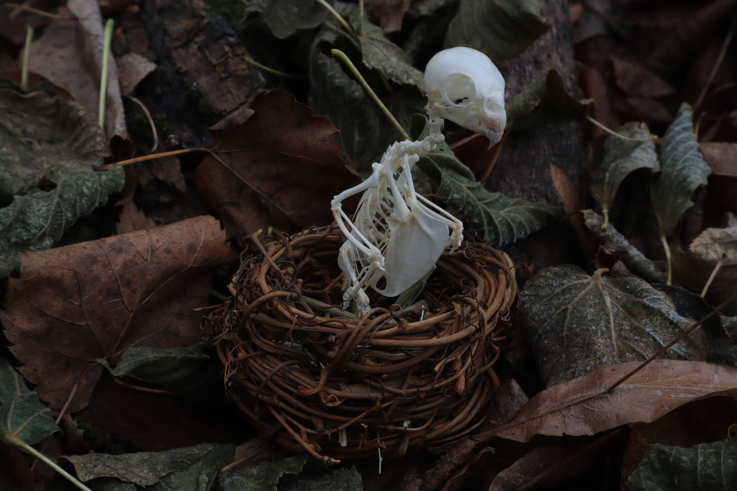 Articulated Parakeet Skeleton in Wormwood Nest