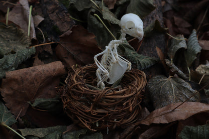Articulated Parakeet Skeleton in Wormwood Nest
