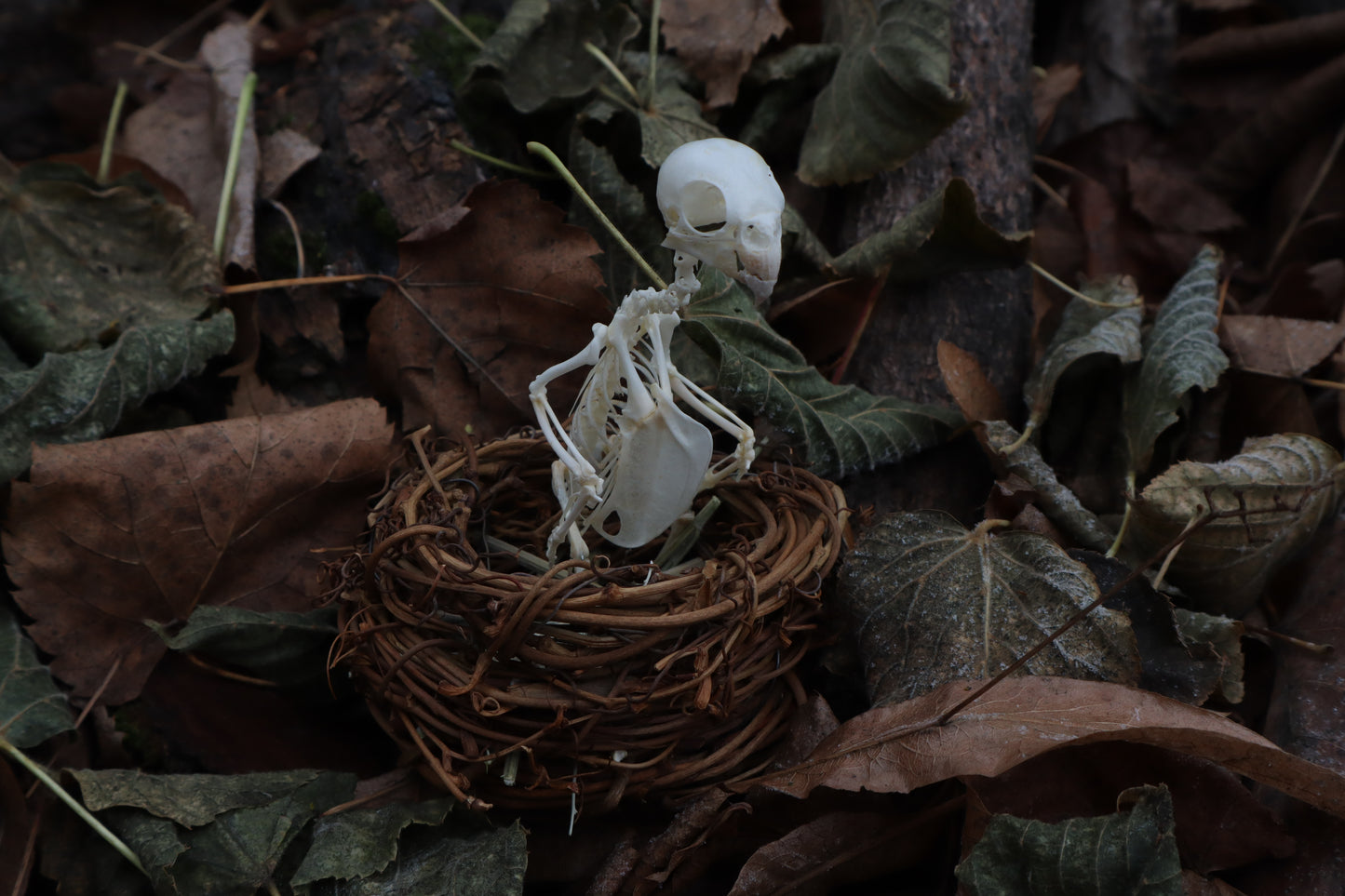 Articulated Parakeet Skeleton in Wormwood Nest