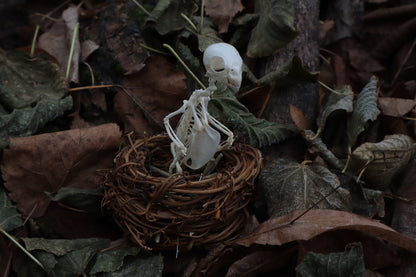 Articulated Parakeet Skeleton in Wormwood Nest